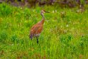 026 Alaska Highway, prairiekraanvogel